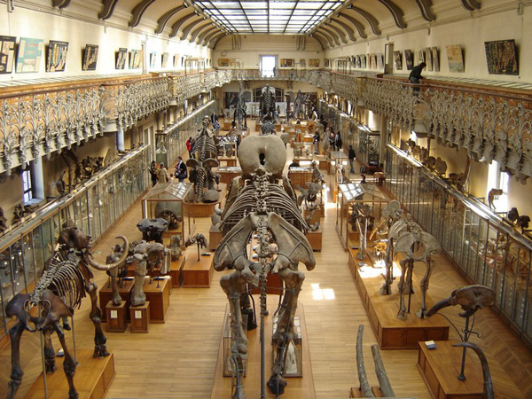 Musée d'Histoire naturelle