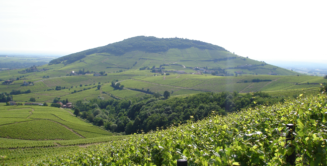 Terroirs Originels domaine-robert-perroud-brouilly