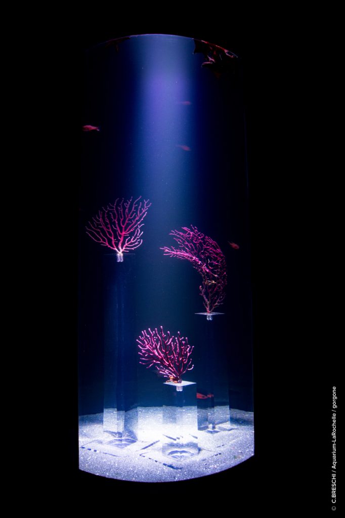 Aquarium de La Rochelle: Salle des Lumières